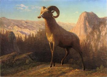 阿爾伯特 比爾施塔特 A Rocky Mountain Sheep Ovis Montana